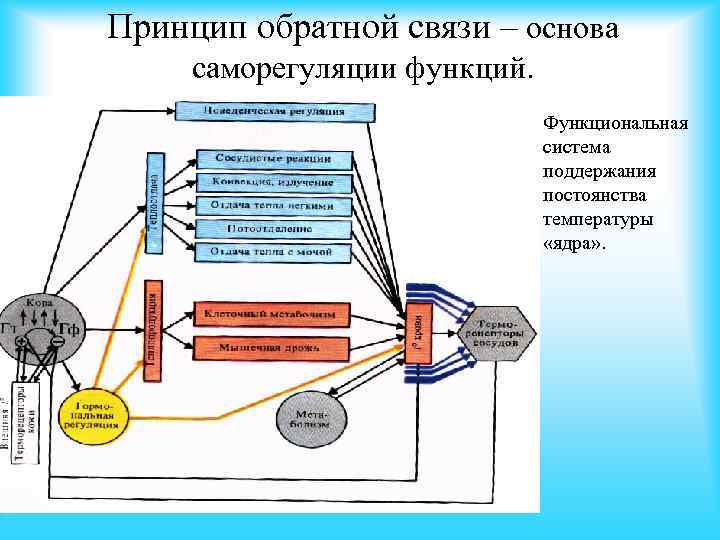 Схема функциональной системы терморегуляции