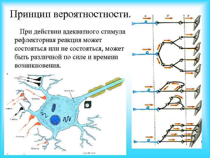 Принцип вероятности. При действии адекватного стимула рефлекторная реакция может состояться или не состояться, может