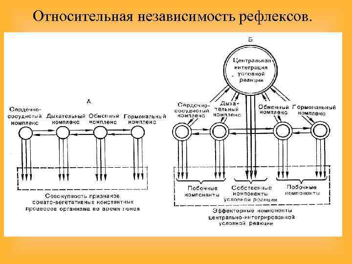 Относительная независимость рефлексов. 