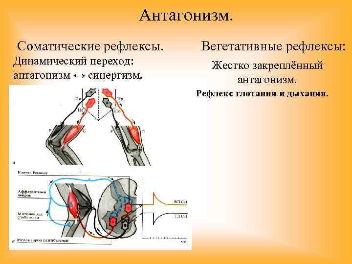 Антагонизм. Соматические рефлексы. Динамический переход: антагонизм ↔ синергизм. Вегетативные рефлексы: Жестко закреплённый антагонизм. Рефлекс