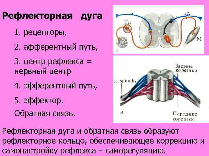 Рефлекторная дуга 1. рецепторы, 2. афферентный путь, 3. центр рефлекса = нервный центр 4.