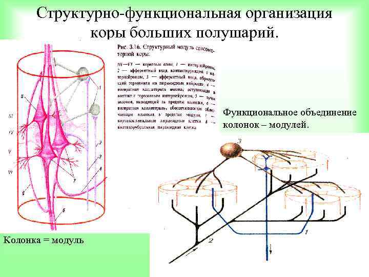 Структурно-функциональная организация коры больших полушарий. Функциональное объединение колонок – модулей. Колонка = модуль 