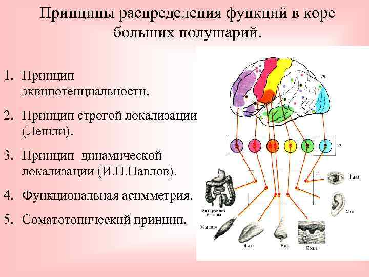 Принципы распределения функций в коре больших полушарий. 1. Принцип эквипотенциальности. 2. Принцип строгой локализации