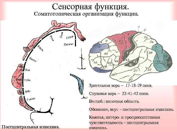 Сенсорная функция. Соматотопическая организация функции. Зрительная кора – 17 -18 -19 поля. Слуховая кора
