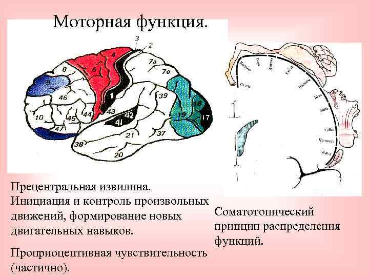 Моторная функция. Прецентральная извилина. Инициация и контроль произвольных Соматотопический движений, формирование новых принцип распределения