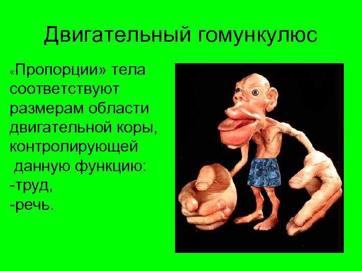 Двигательный гомункулюс Пропорции» тела соответствуют размерам области двигательной коры, контролирующей данную функцию: -труд, -речь.