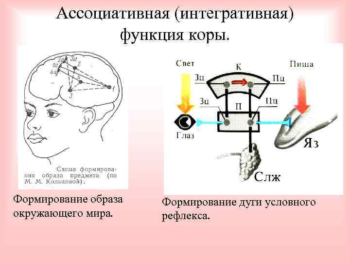 Ассоциативная (интегративная) функция коры. Формирование образа окружающего мира. Формирование дуги условного рефлекса. 