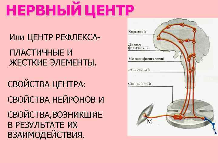 НЕРВНЫЙ ЦЕНТР Или ЦЕНТР РЕФЛЕКСАПЛАСТИЧНЫЕ И ЖЕСТКИЕ ЭЛЕМЕНТЫ. СВОЙСТВА ЦЕНТРА: СВОЙСТВА НЕЙРОНОВ И СВОЙСТВА,