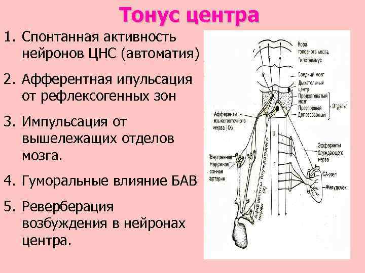 Тонус центра 1. Спонтанная активность нейронов ЦНС (автоматия) 2. Афферентная ипульсация от рефлексогенных зон