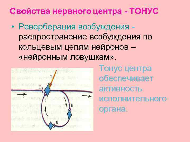 Свойства нервного центра - ТОНУС • Реверберация возбуждения распространение возбуждения по кольцевым цепям нейронов