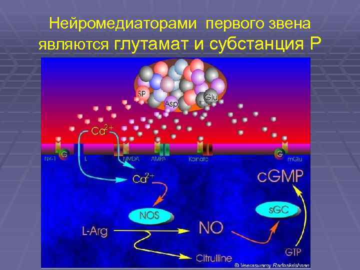 Нейромедиаторами первого звена являются глутамат и субстанция Р 