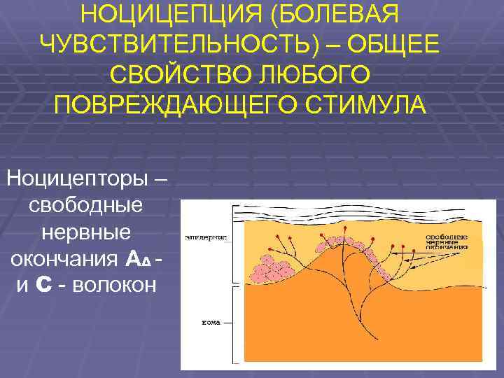 НОЦИЦЕПЦИЯ (БОЛЕВАЯ ЧУВСТВИТЕЛЬНОСТЬ) – ОБЩЕЕ СВОЙСТВО ЛЮБОГО ПОВРЕЖДАЮЩЕГО СТИМУЛА Ноцицепторы – свободные нервные окончания