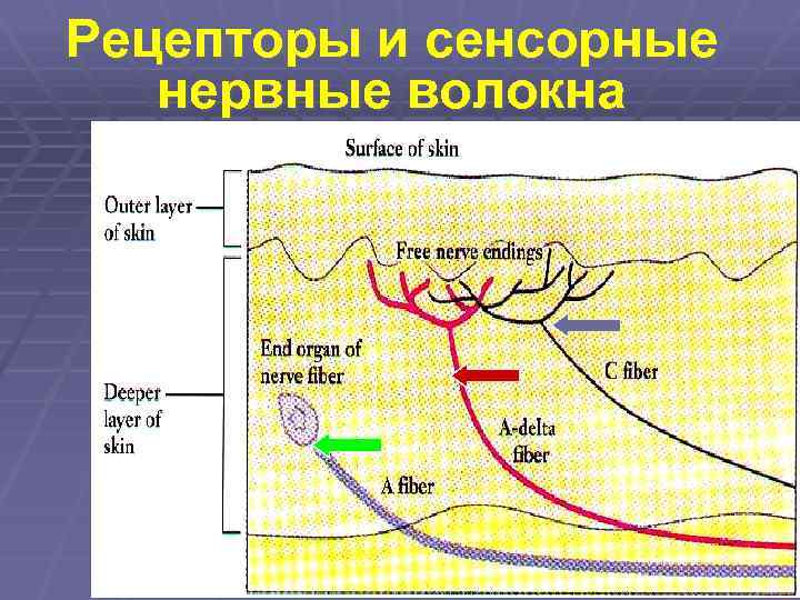 Болевые рецепторы. Рецепторы боли. Физиология боли. Болевые рецепторы.. Физиологияиболевых рецептороа. Рецепторы и нервные волокна.