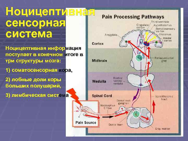 Ноцицептивная сенсорная система Ноцицептивная информация поступает в конечном итоге в три структуры мозга: 1)