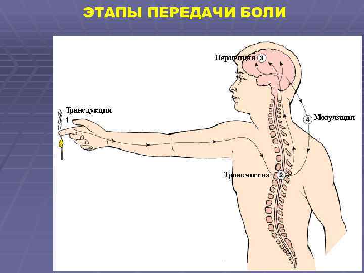 ЭТАПЫ ПЕРЕДАЧИ БОЛИ 