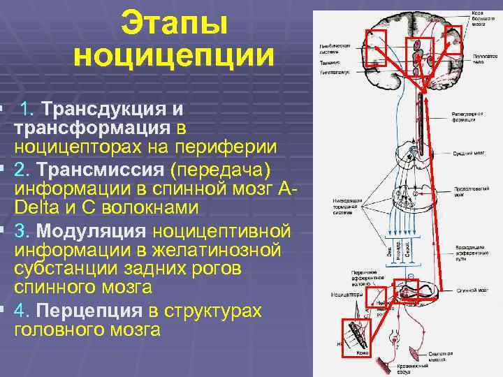 Этапы ноцицепции § 1. Трансдукция и трансформация в ноцицепторах на периферии § 2. Трансмиссия