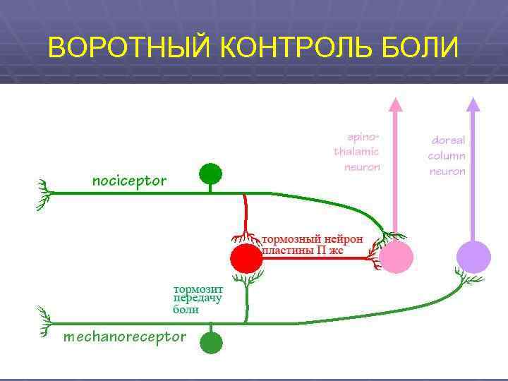 Теория воротного контроля формирования болевого ощущения презентация