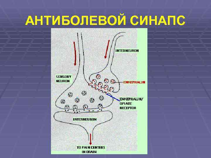 АНТИБОЛЕВОЙ СИНАПС 