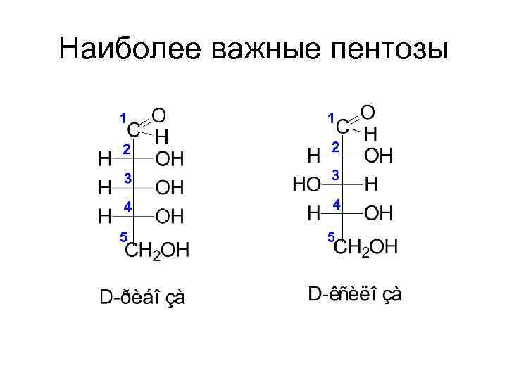 Наиболее важные пентозы 