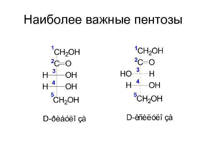 Наиболее важные пентозы 