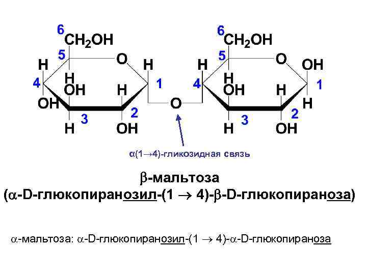 α(1→ 4)-гликозидная связь -мальтоза ( -D-глюкопиранозил-(1 4)- -D-глюкопираноза) -мальтоза: -D-глюкопиранозил-(1 4)- -D-глюкопираноза 