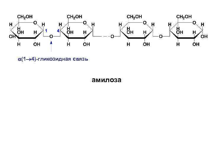  (1 4)-гликозидная связь амилоза 