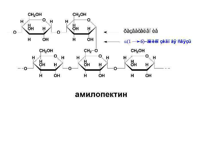 амилопектин 