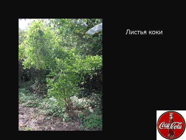 Листья коки 