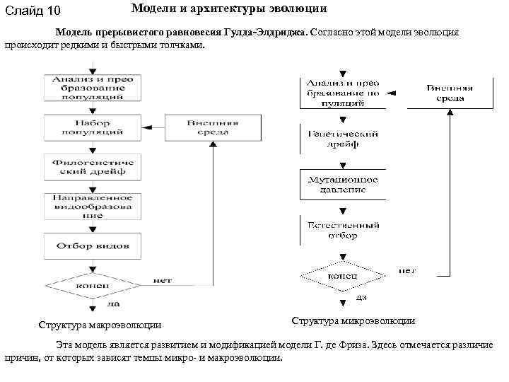 Слайд 10 Модели и архитектуры эволюции Модель прерывистого равновесия Гулда-Элдриджа. Согласно этой модели эволюция