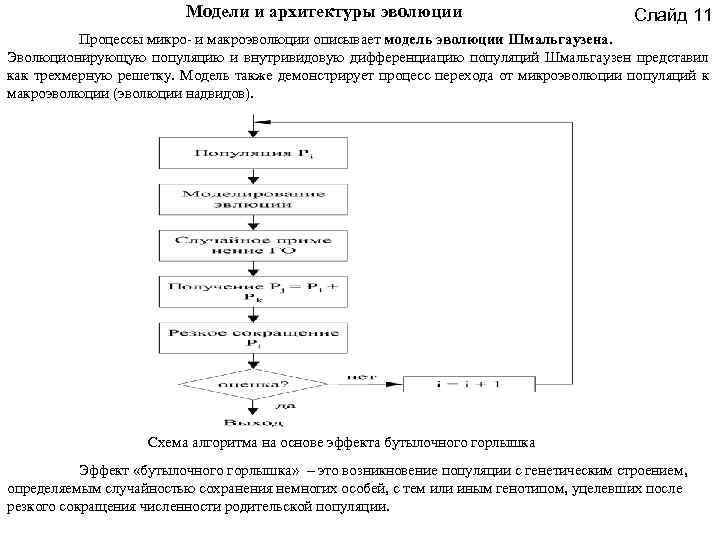 Модели и архитектуры эволюции Слайд 11 Процессы микро- и макроэволюции описывает модель эволюции Шмальгаузена.