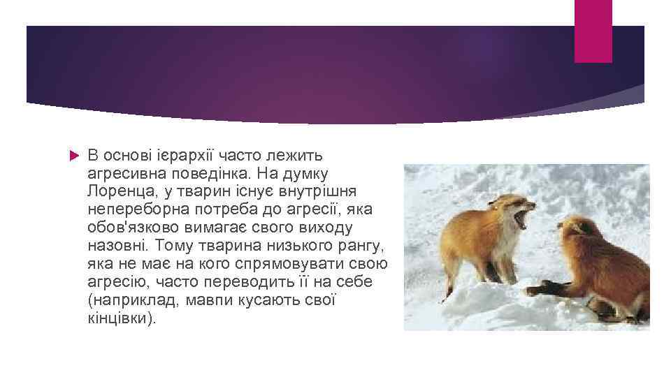  В основі ієрархії часто лежить агресивна поведінка. На думку Лоренца, у тварин існує