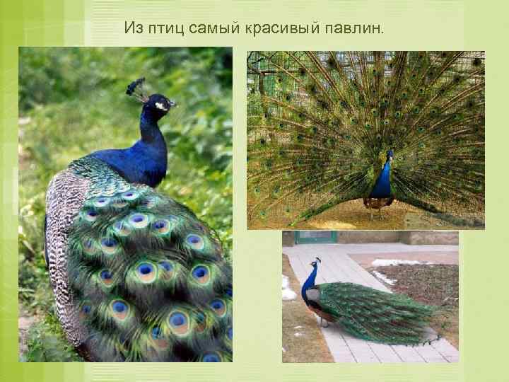 Из птиц самый красивый павлин. 