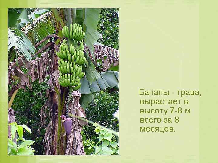 Бананы - трава, вырастает в высоту 7 -8 м всего за 8 месяцев. 