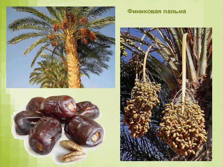 Финиковая пальма 