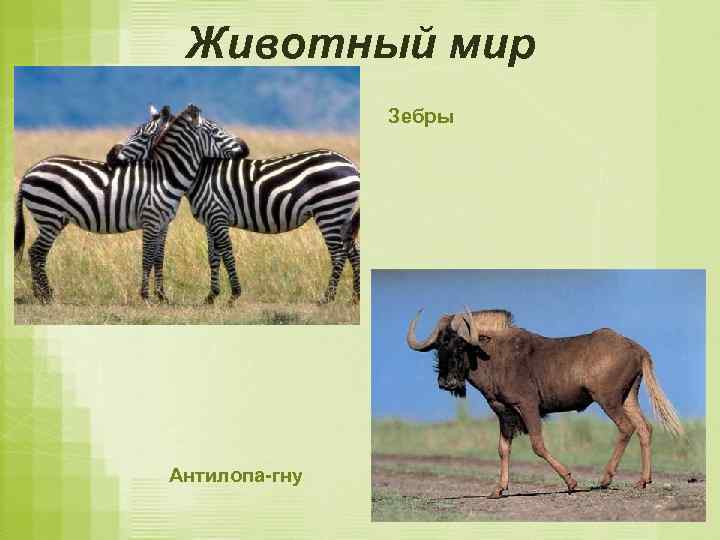 Животный мир Зебры Антилопа-гну 