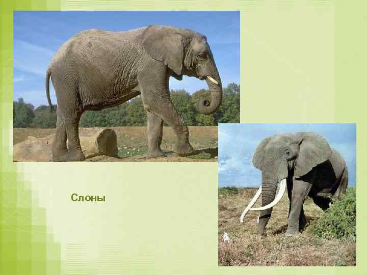 Слоны 