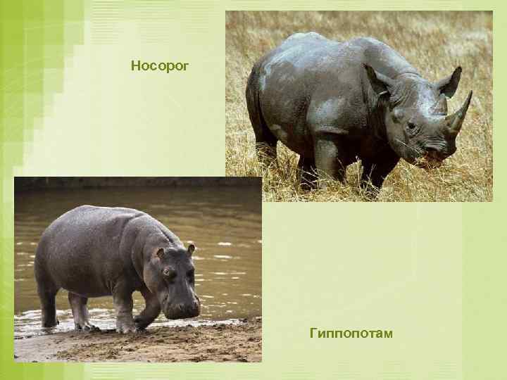 Носорог Гиппопотам 