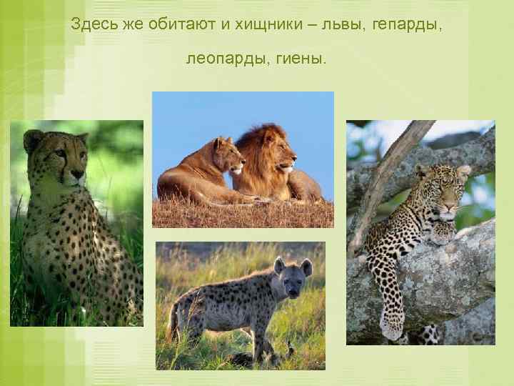 Здесь же обитают и хищники – львы, гепарды, леопарды, гиены. 