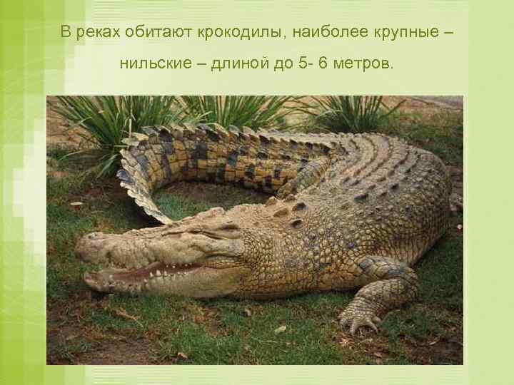 В реках обитают крокодилы, наиболее крупные – нильские – длиной до 5 - 6