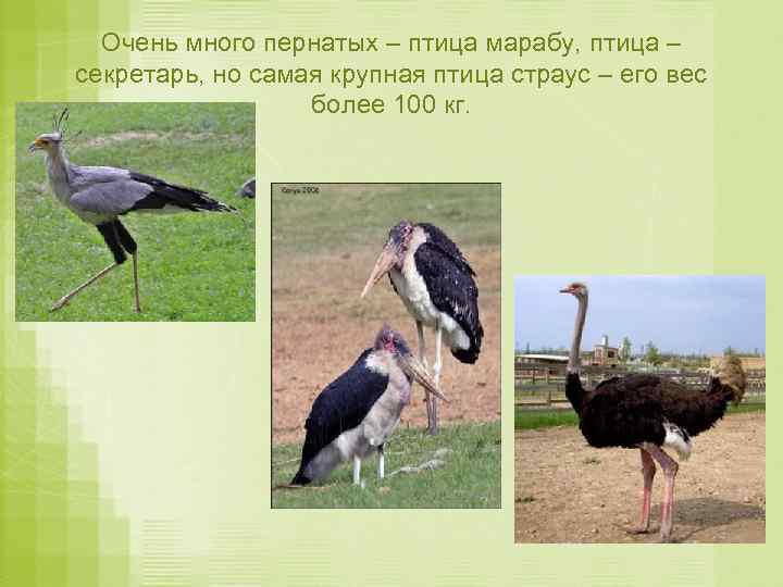 Очень много пернатых – птица марабу, птица – секретарь, но самая крупная птица страус