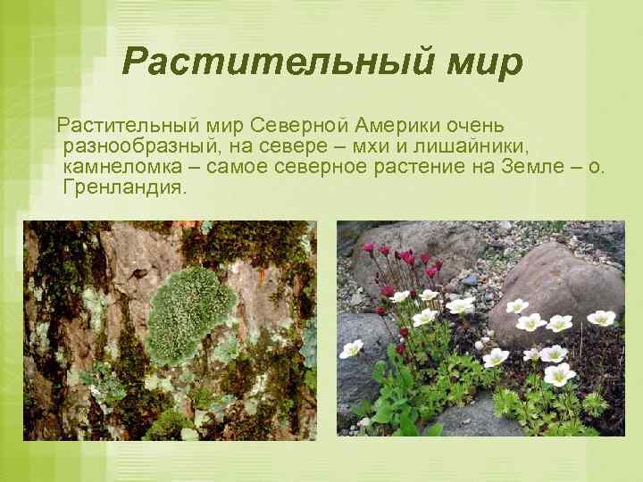 Растительный мир Северной Америки очень разнообразный, на севере – мхи и лишайники, камнеломка –