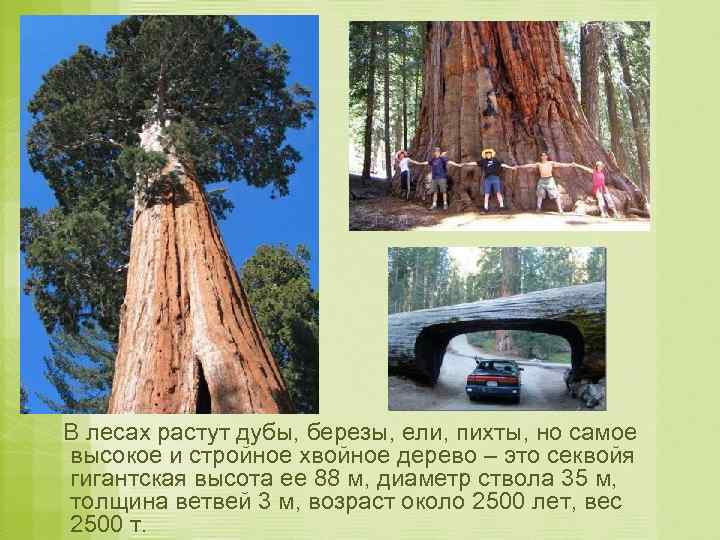 В лесах растут дубы, березы, ели, пихты, но самое высокое и стройное хвойное дерево