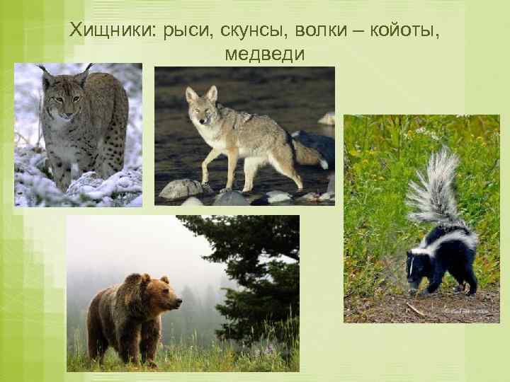Хищники: рыси, скунсы, волки – койоты, медведи 