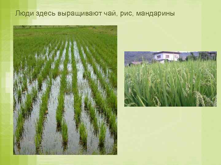 Люди здесь выращивают чай, рис, мандарины 