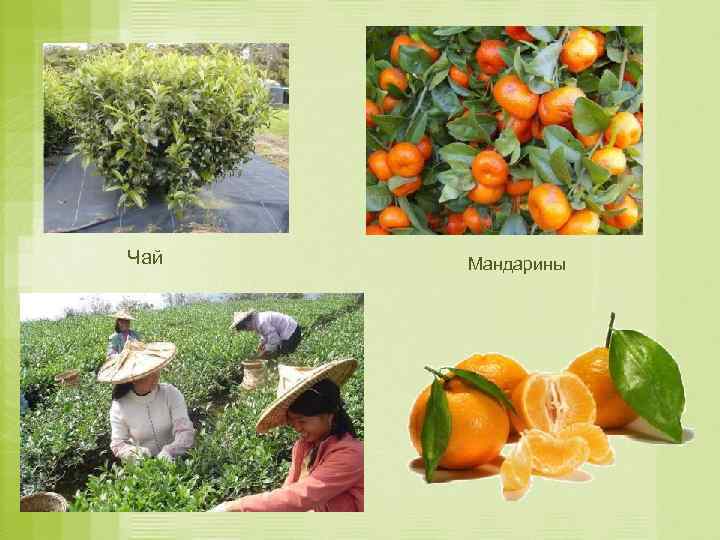 Чай Мандарины 