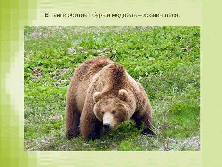 В тайге обитает бурый медведь – хозяин леса. 