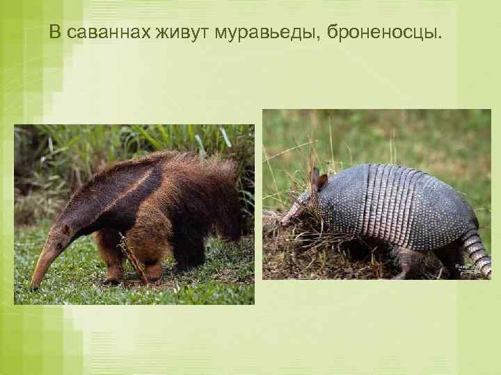 В саваннах живут муравьеды, броненосцы. 
