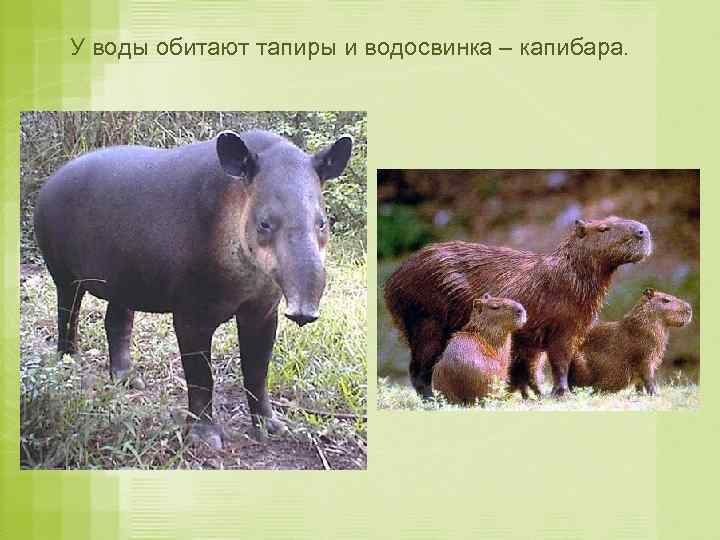 У воды обитают тапиры и водосвинка – капибара. 