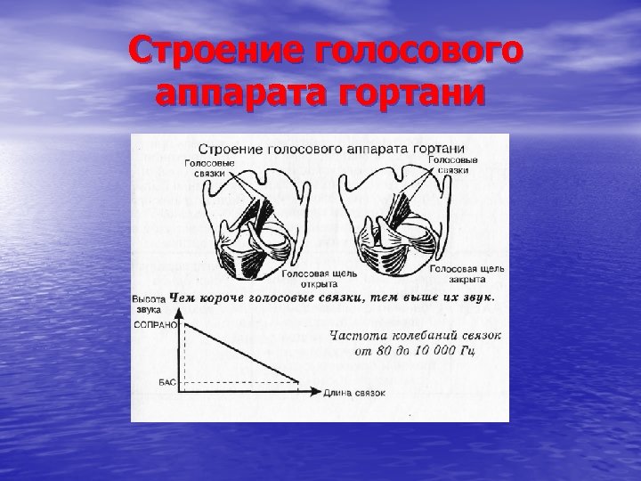 Строение голосового аппарата гортани 