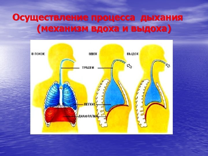 Осуществление процесса дыхания (механизм вдоха и выдоха) 